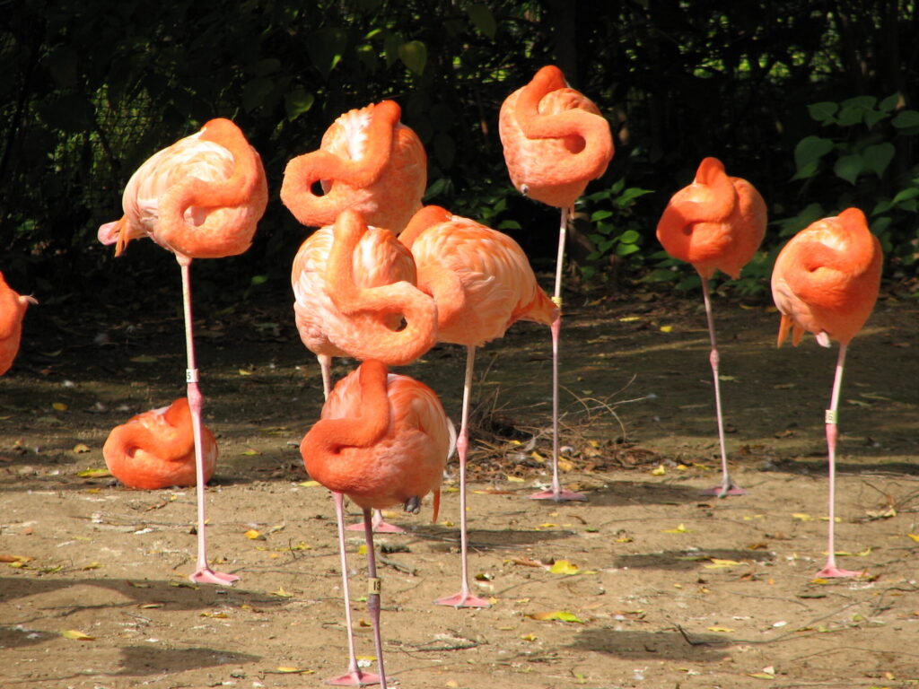 Flamants roses regroupés au repos, plusieurs avec une patte repliée.