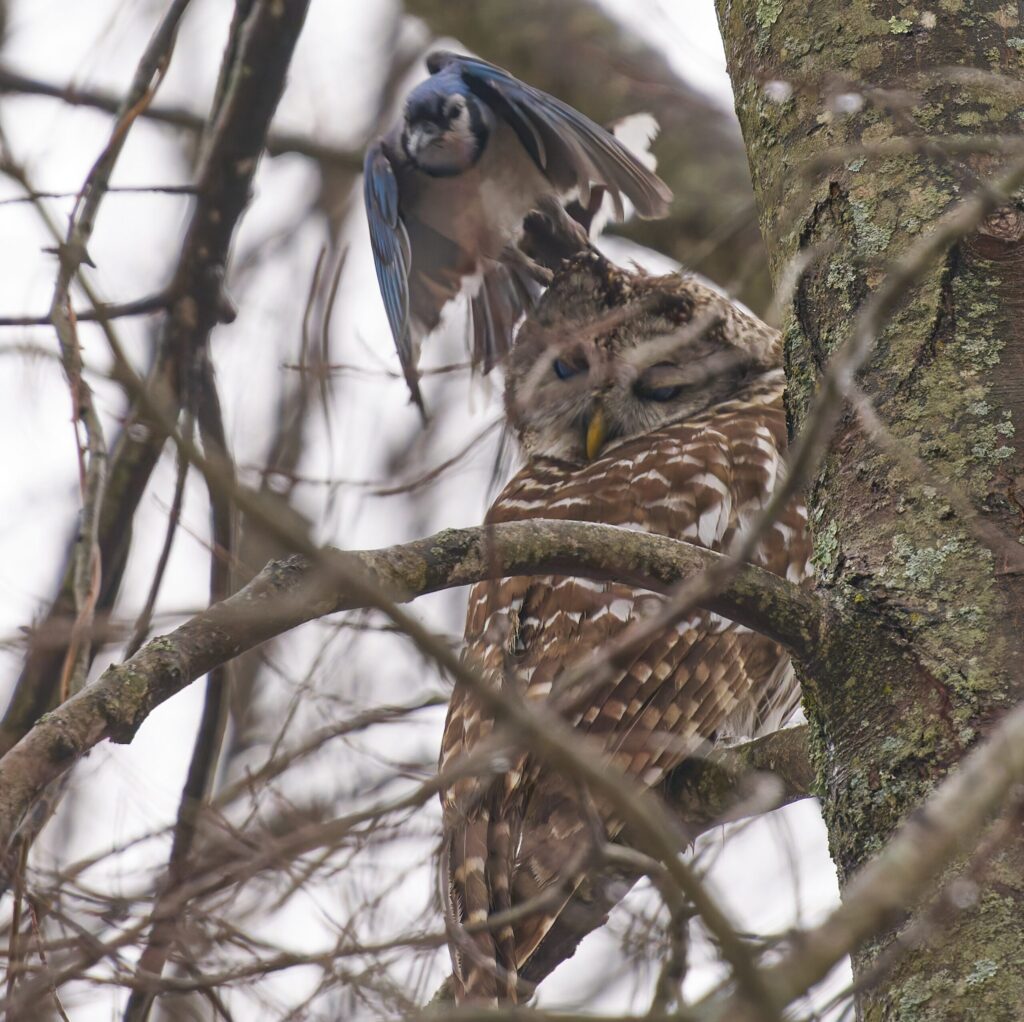 Geai bleu près d’une chouette rayée perchée dans un arbre pendant une scène de harcèlement.