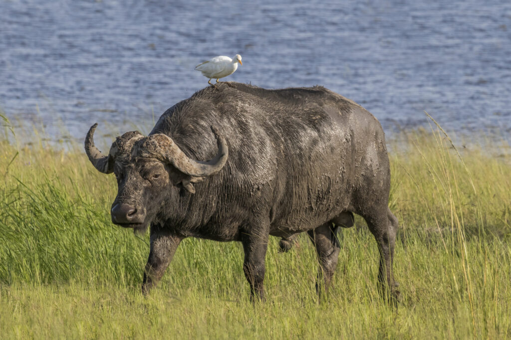 Héron garde-bœufs blanc debout près d’un grand herbivore dans une zone herbeuse.