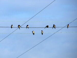 Groupe d’hirondelles alignées sur un fil aérien dans un paysage ouvert.