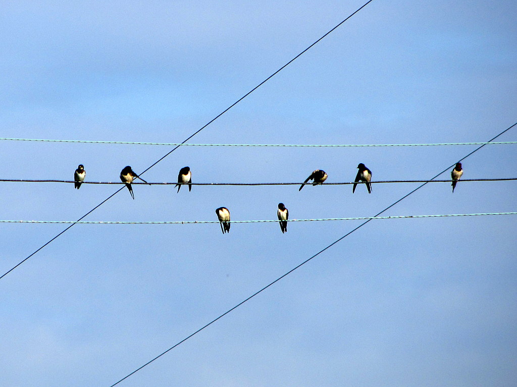 Groupe d’hirondelles alignées sur un fil aérien dans un paysage ouvert.