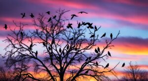 les oiseaux noirs