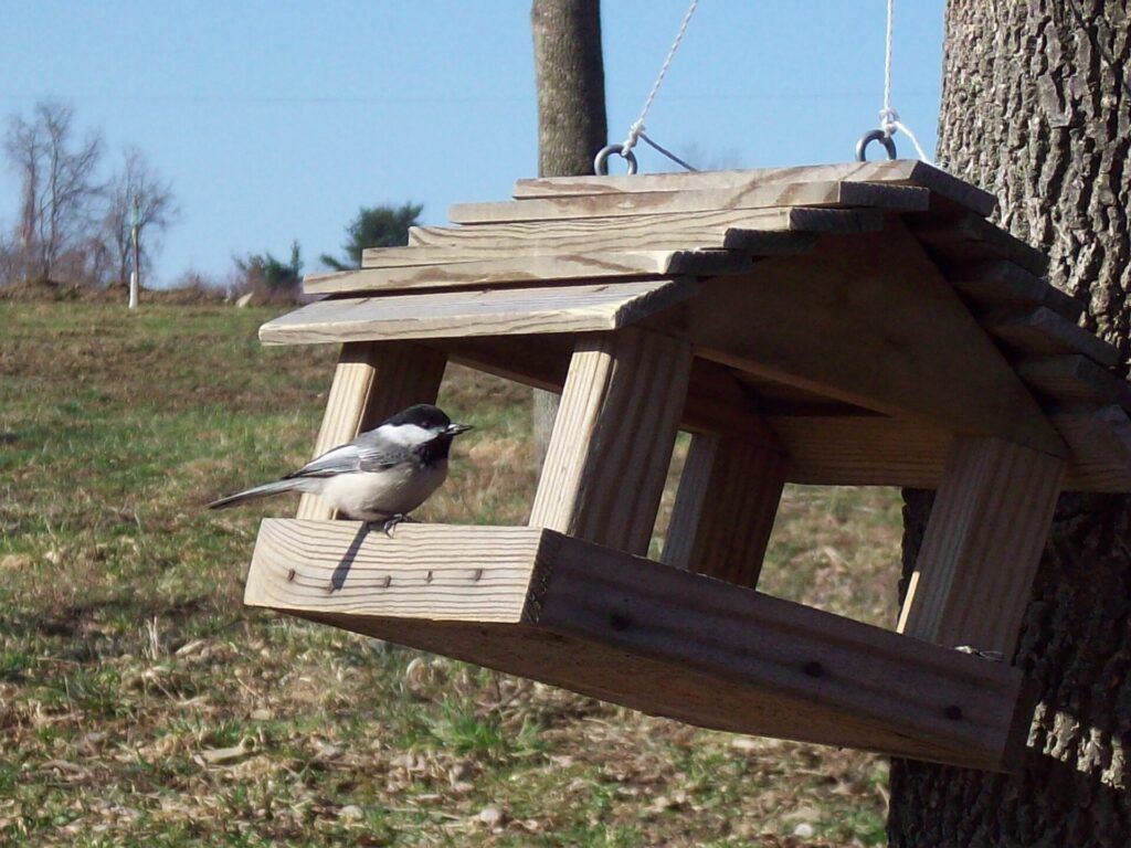 Mangeoire à plateau avec mésange noire posée sur les graines