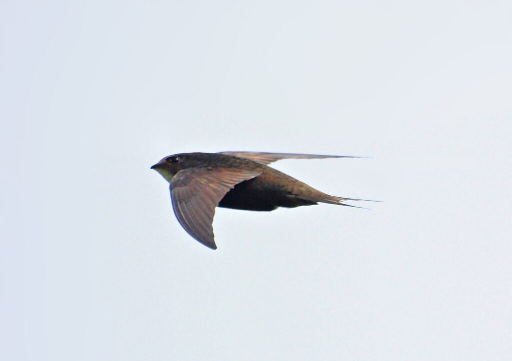 Martinet noir en vol, ailes longues en forme de faux sur fond clair.