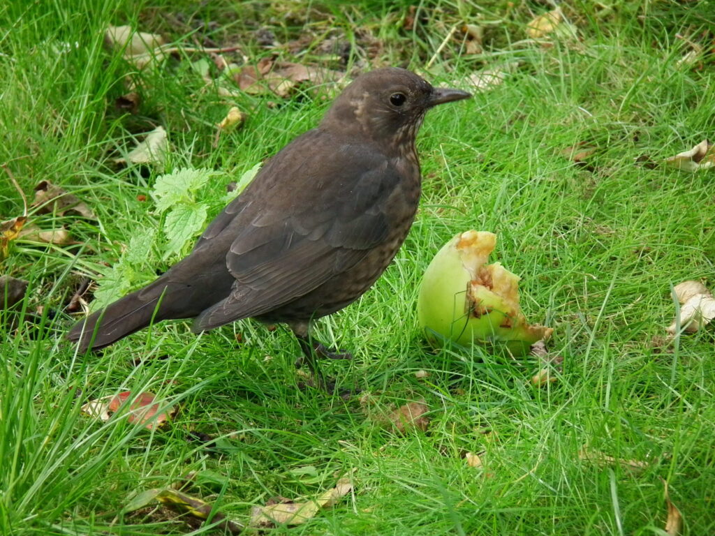 Merle femelle brun mangeant une pomme posée au sol.