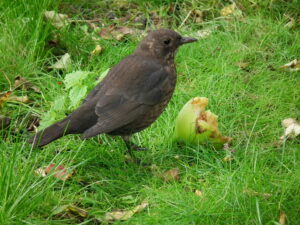 Merle femelle brun mangeant une pomme posée au sol.