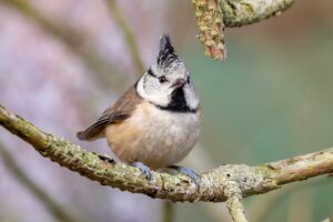mésange huppée pour oiseaux du jardin