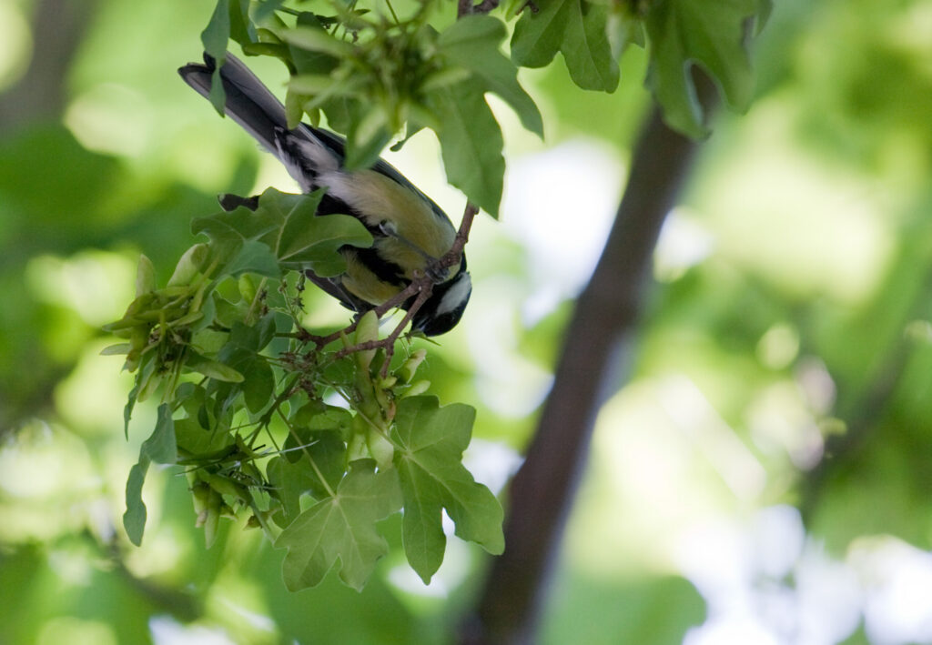 Mésange charbonnière accrochée sous une petite branche, le corps incliné presque tête en bas.