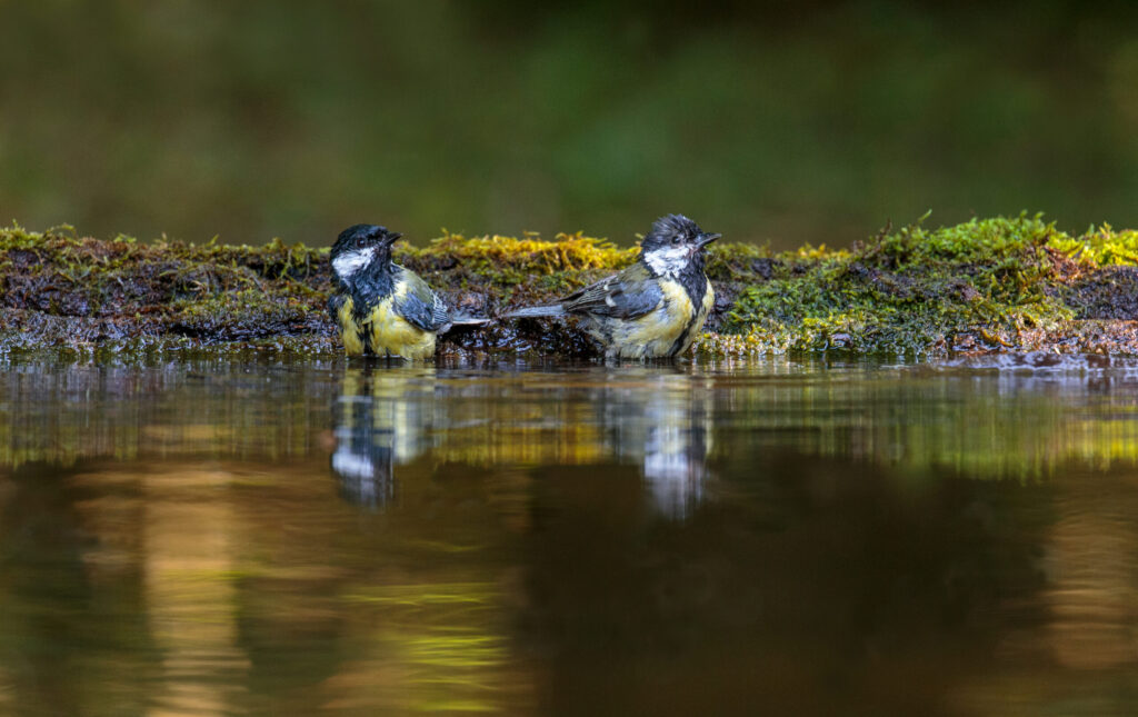Deux mésanges dans une eau peu profonde, avec les plumes mouillées pendant un bain.