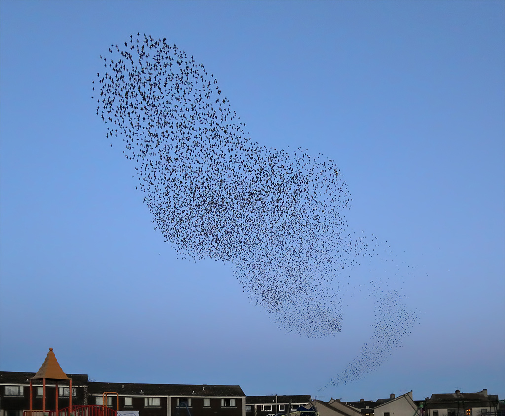 Grand nuage sombre d’étourneaux en vol groupé dans un ciel clair.