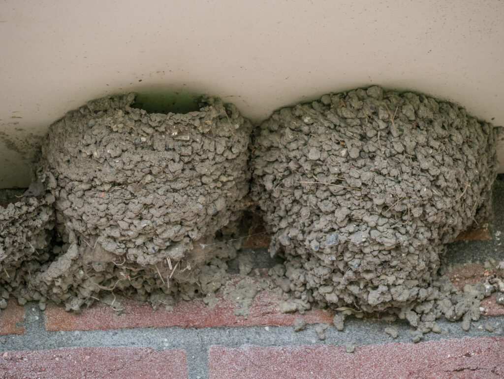 Nids d’hirondelles en boue fixés sous une surface abritée.