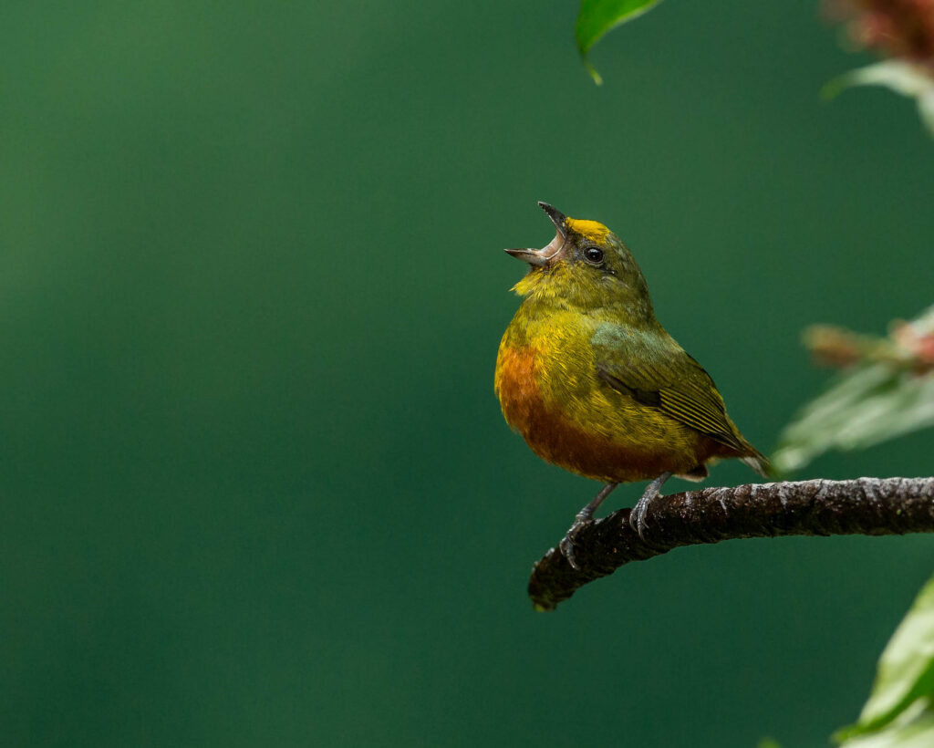 Petit oiseau perché sur une branche humide avec le bec ouvert comme s’il chantait.