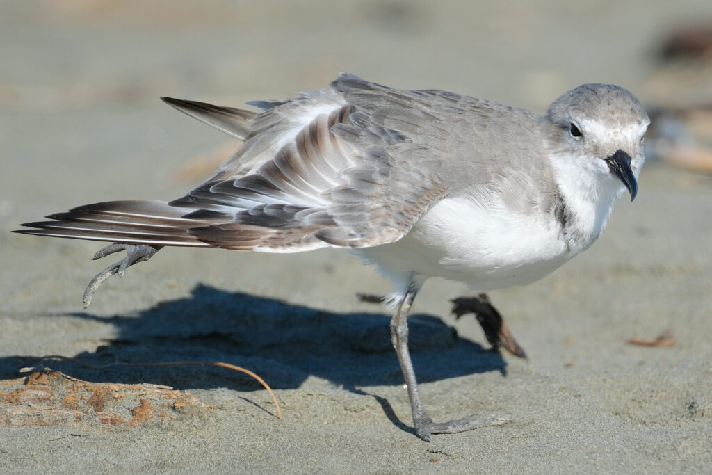 Oiseau au bord de l’eau étirant une aile et une patte du même côté.