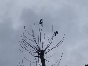 Petit oiseau posé sur une branche sèche dégagée.