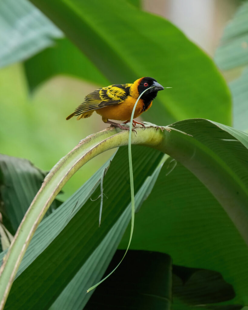 Oiseau tenant de longues fibres végétales dans son bec pour transporter du matériau de nid.
