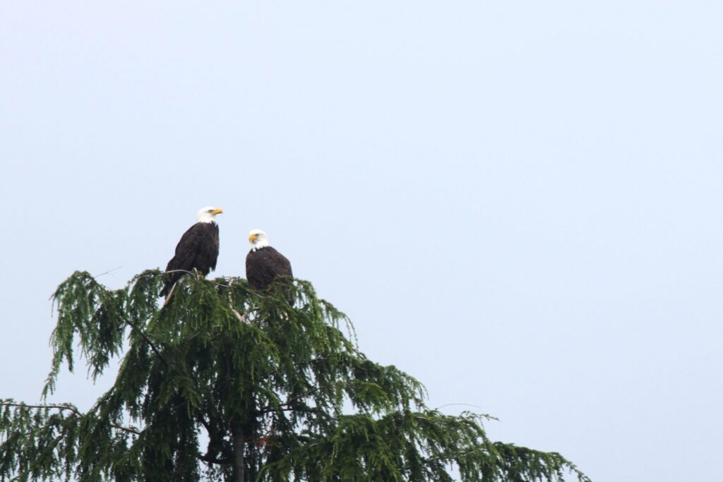 Deux grands oiseaux perchés au sommet dénudé d’un arbre, bien visibles sur un ciel clair.