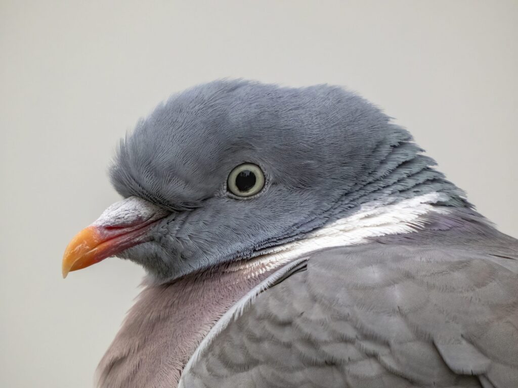 Pigeon ramier adulte vu de près, avec collier blanc visible sur le côté du cou.