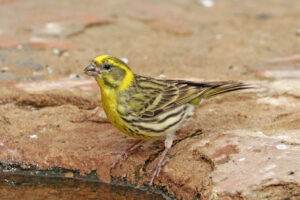 Serin cini mâle posé sur une branche, plumage jaune et strié visible.